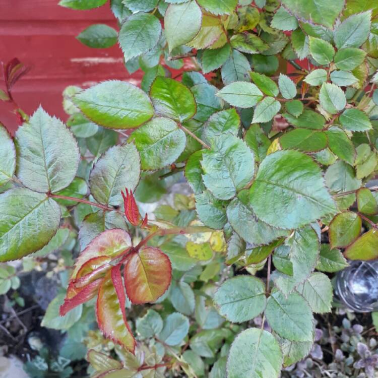plant image 663485 plant image 663485