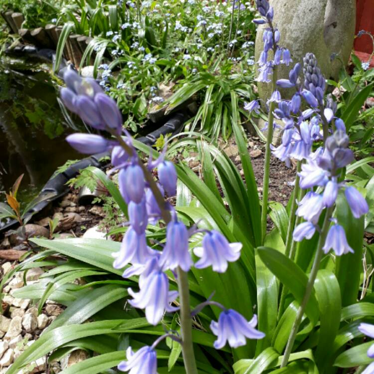 plant image 674437 plant image 674437