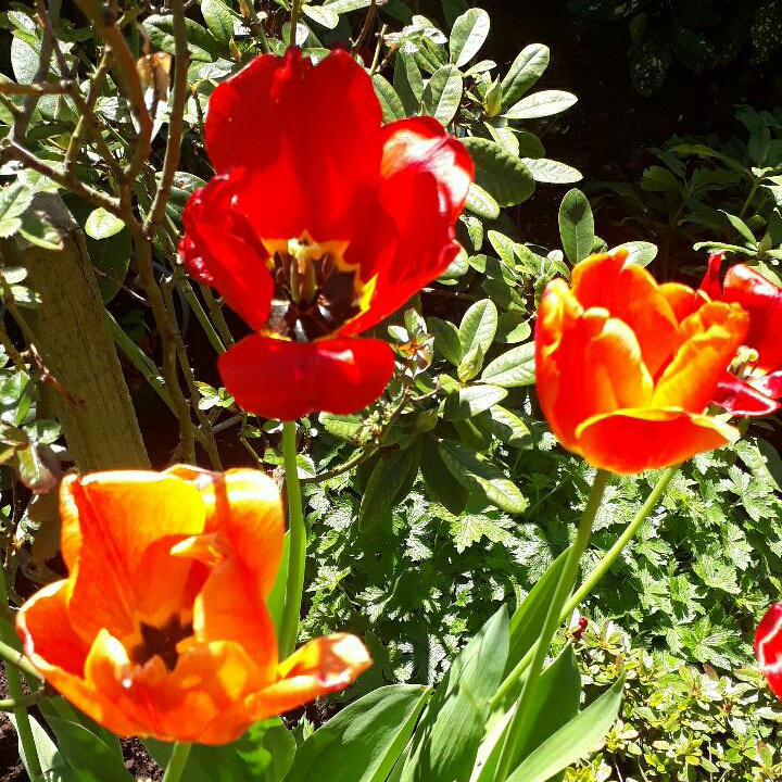 Plant image Tulipa 'Esperanto'