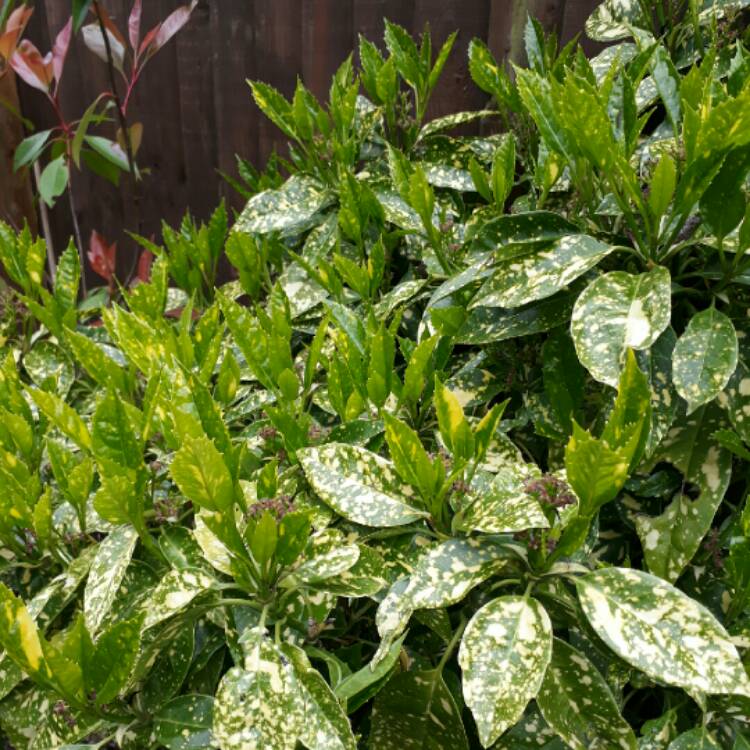 plant image 683537 plant image 683537