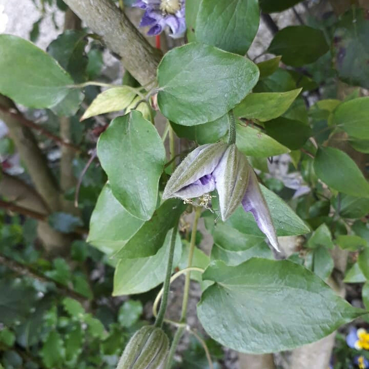 Plant image Clematis 'Crystal Fountain'™ evipo038