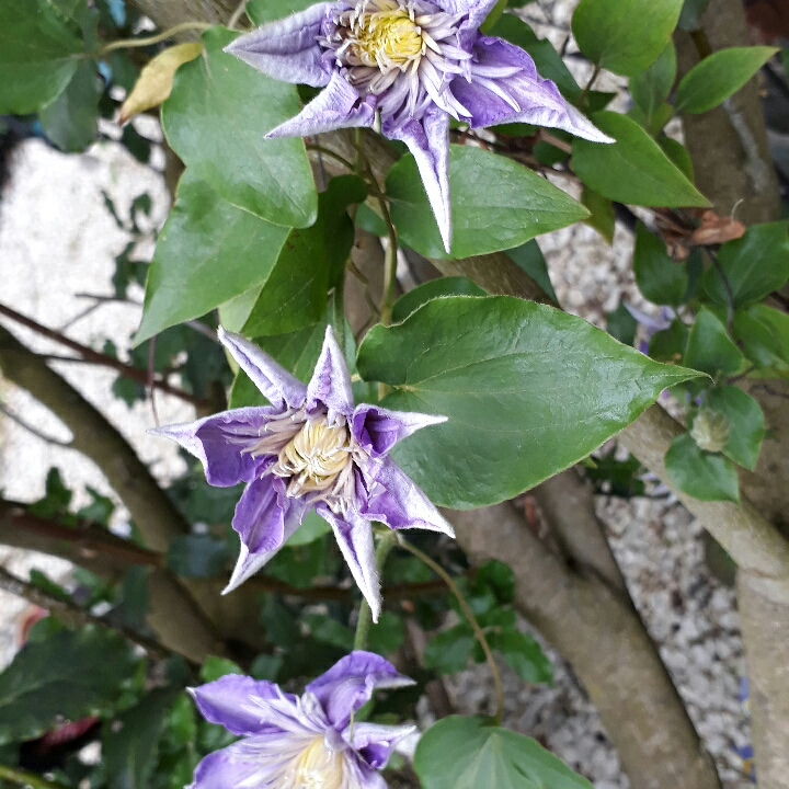 plant image 710148 plant image 710148