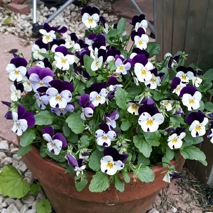 Plant image Viola cornuta 'Rocky Mickey'