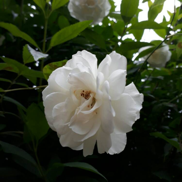 plant image 745152