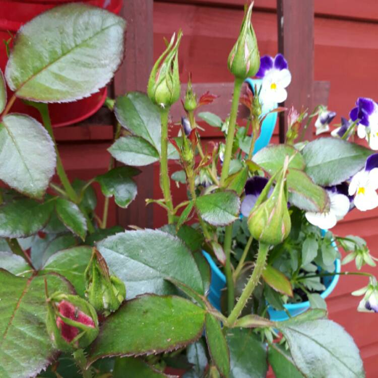 plant image 745153 plant image 745153