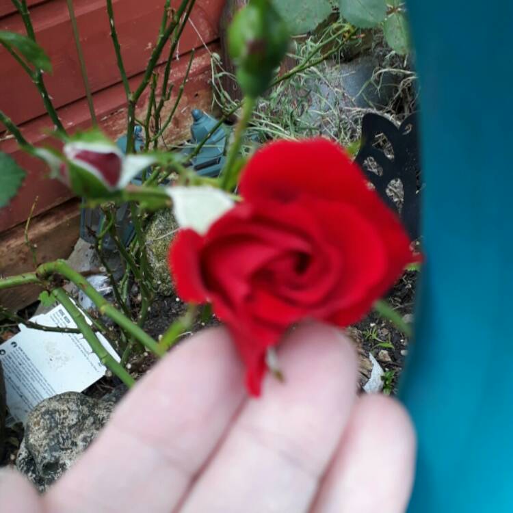 plant image 745154 plant image 745154