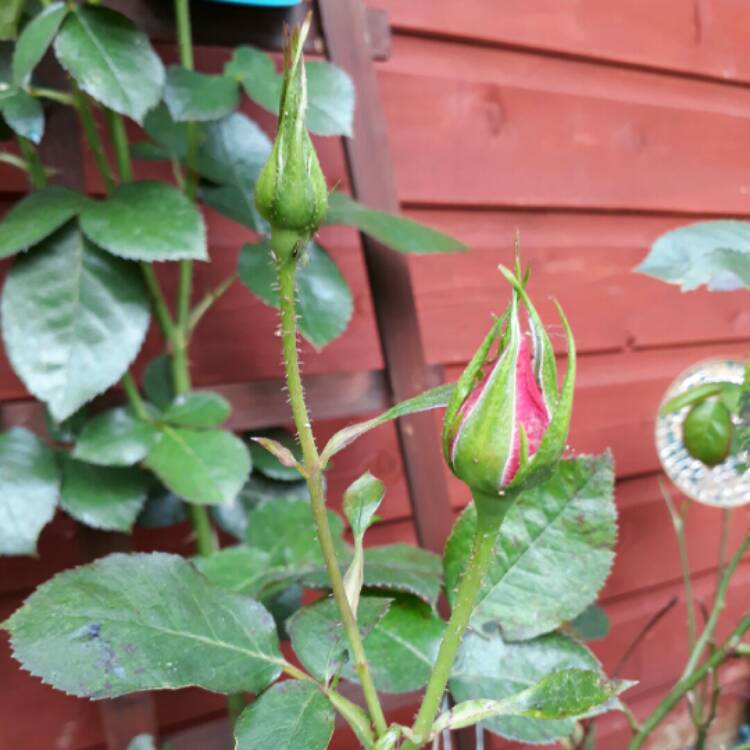 plant image 746848 plant image 746848