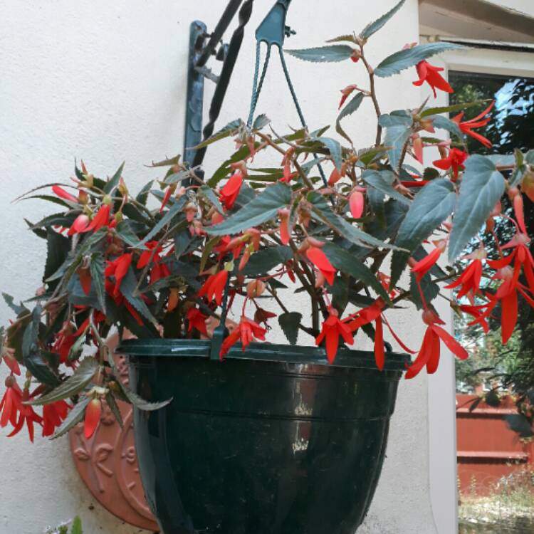 plant image 758481