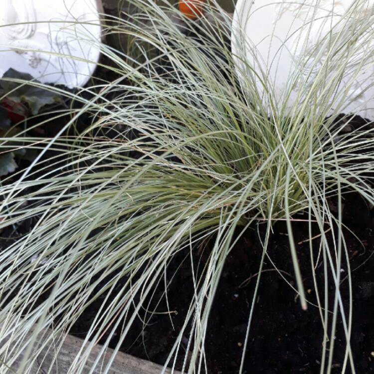 Plant image Carex comans 'Frosted Curls'