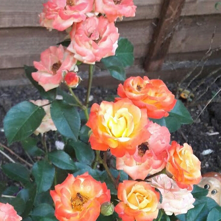 plant image 762568