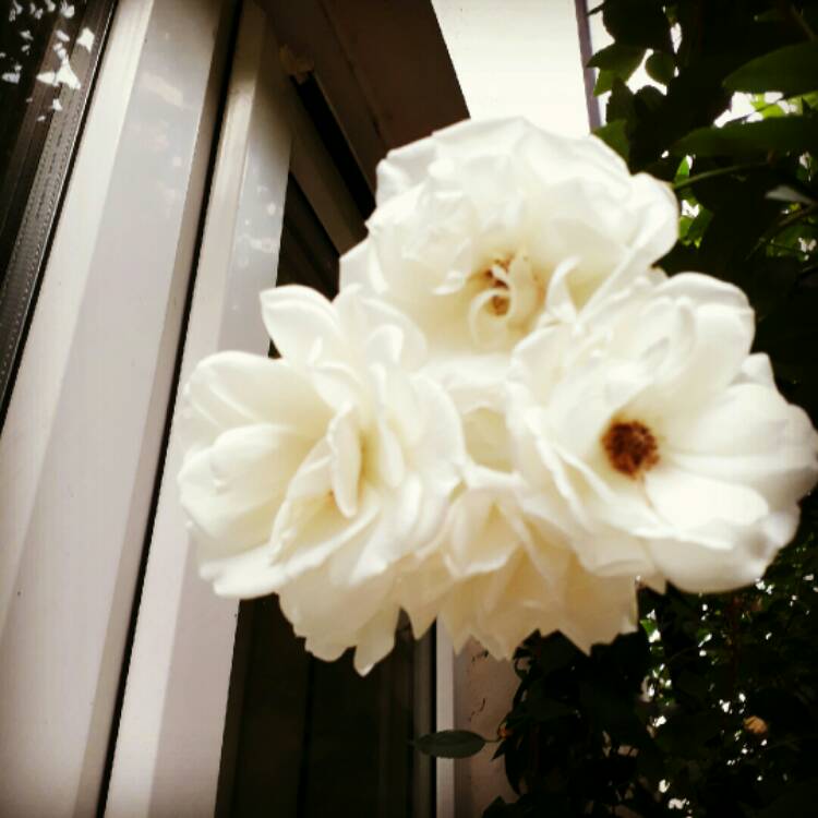 plant image 764693