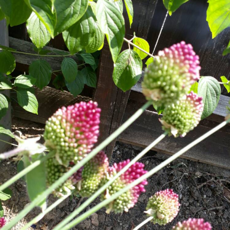 plant image 767587