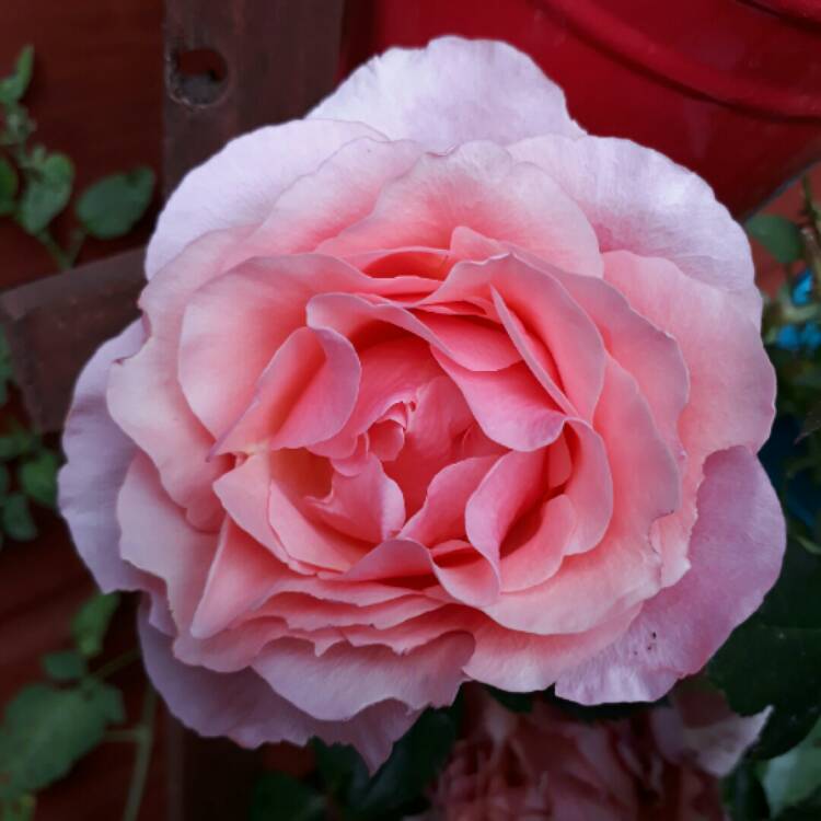plant image 768269 plant image 768269