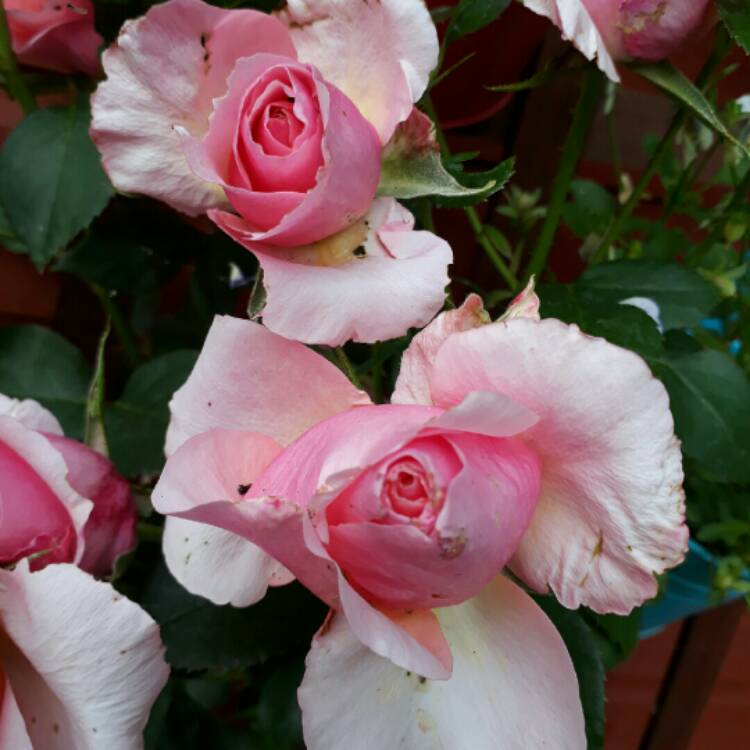 plant image 768273 plant image 768273