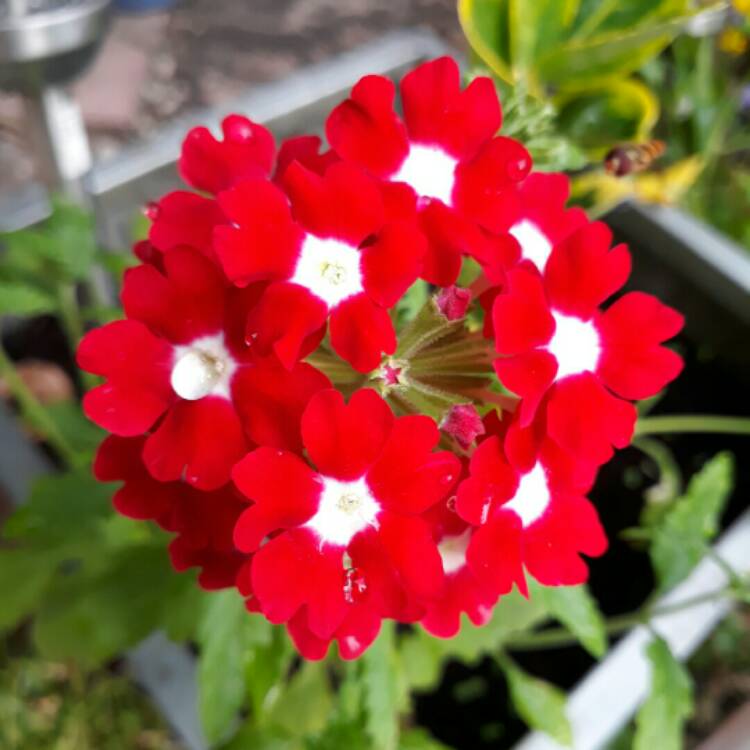 Plant image Verbena 'Magelana Red'