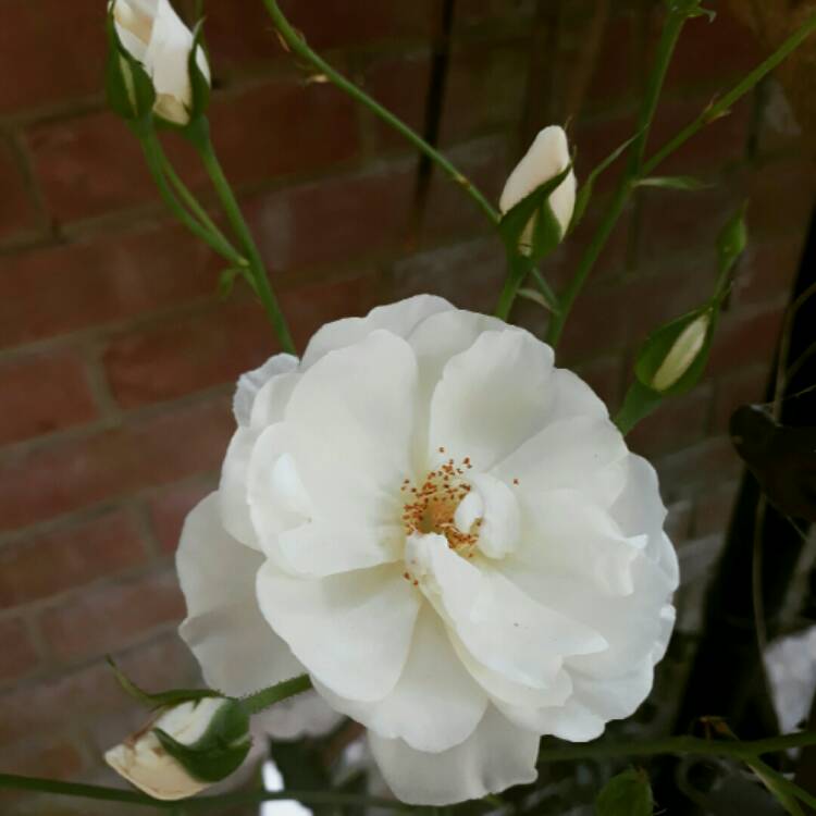 plant image 788154