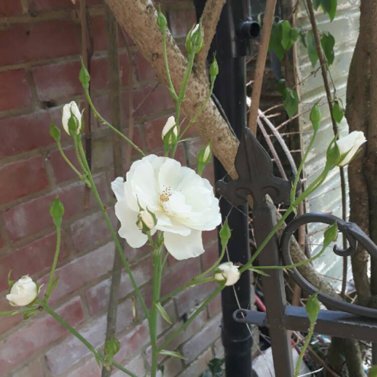 plant image 788171