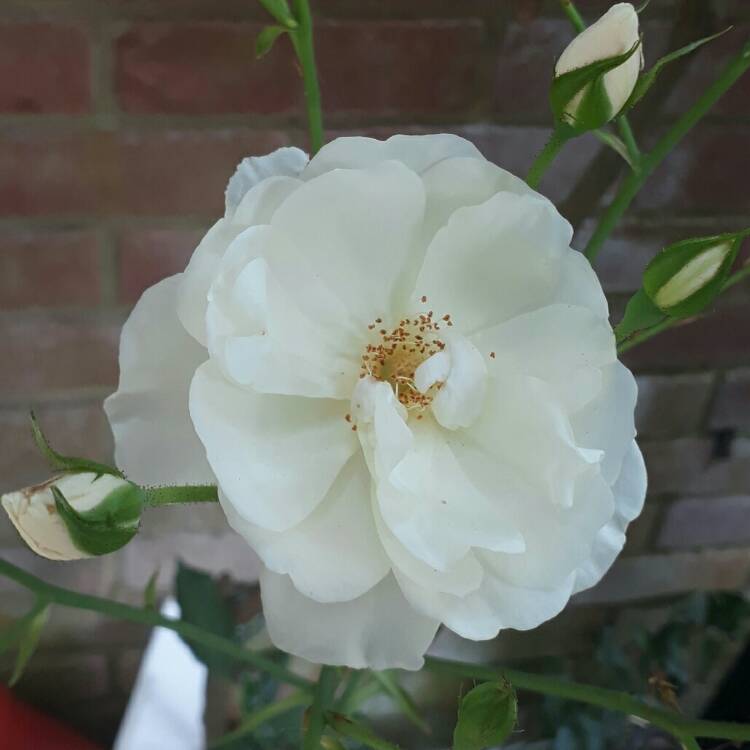 plant image 788175