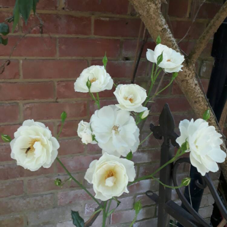 plant image 790200