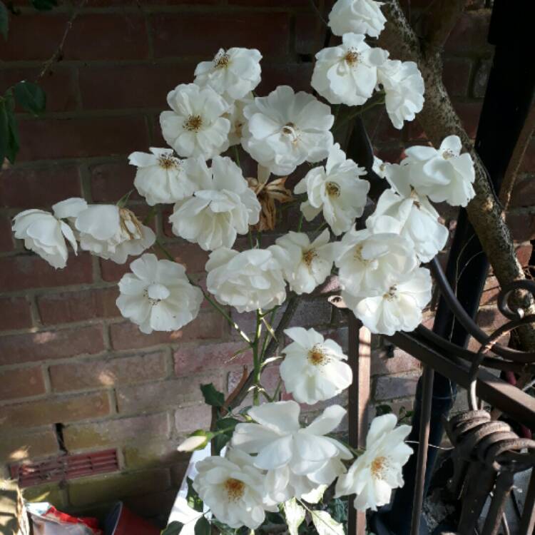 plant image 799424
