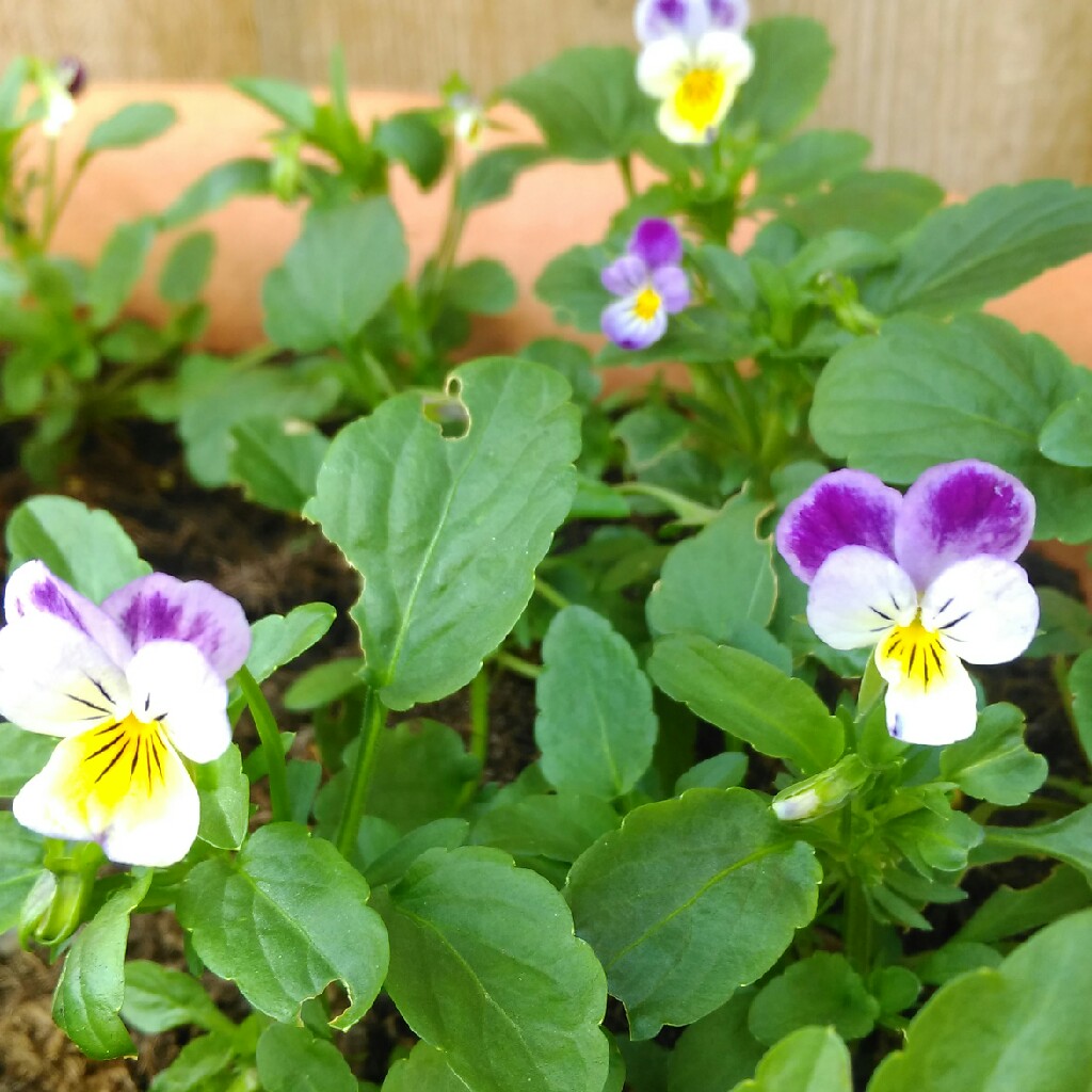 Viola tricolor