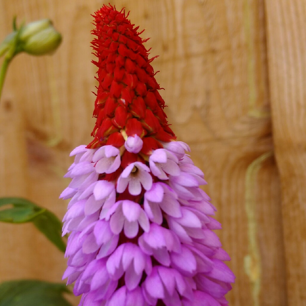Primula vialii