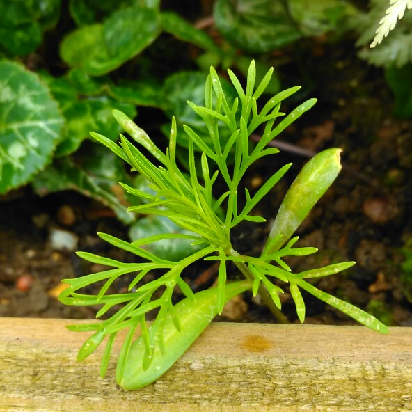 plant image 135204 plant image 135204
