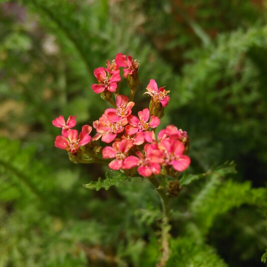 plant image 148376