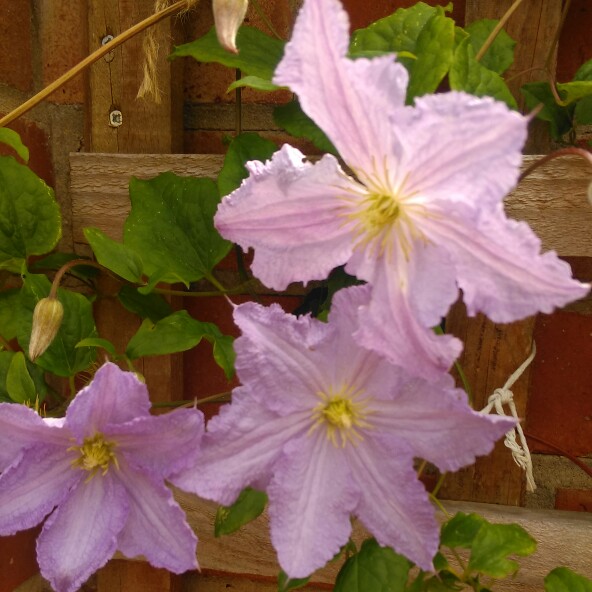 plant image 160848