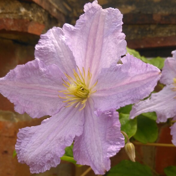 plant image 160849
