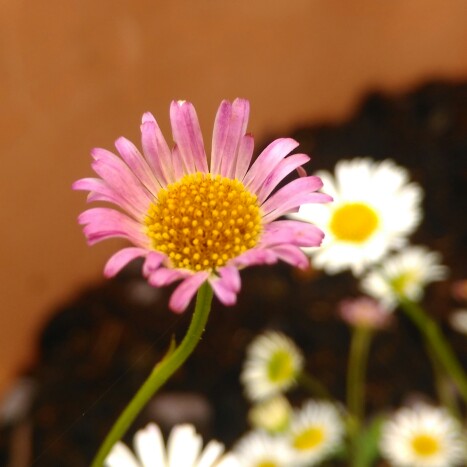 Plant image Erigeron karvinskianus 'Sea of Blossom'