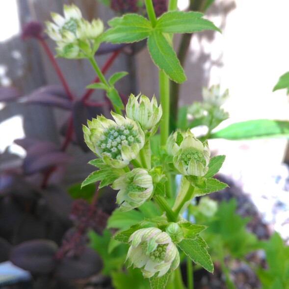 Plant image Astrantia major 'Star of Billion'
