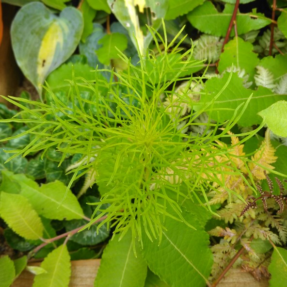 plant image 182319 plant image 182319