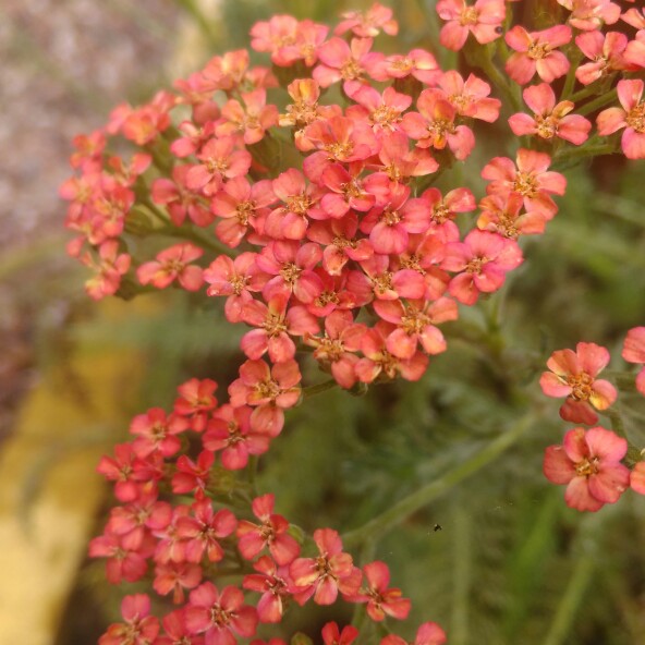 plant image 200000