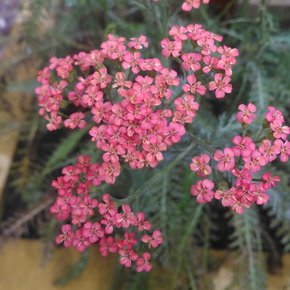 plant image 200001