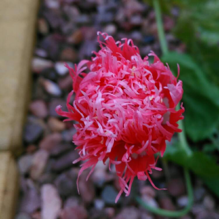 plant image 238432