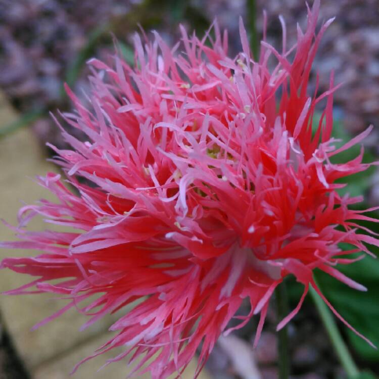 plant image 239602