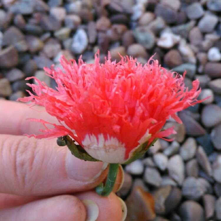 plant image 251152