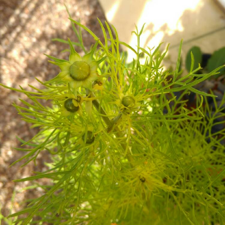 plant image 251153 plant image 251153