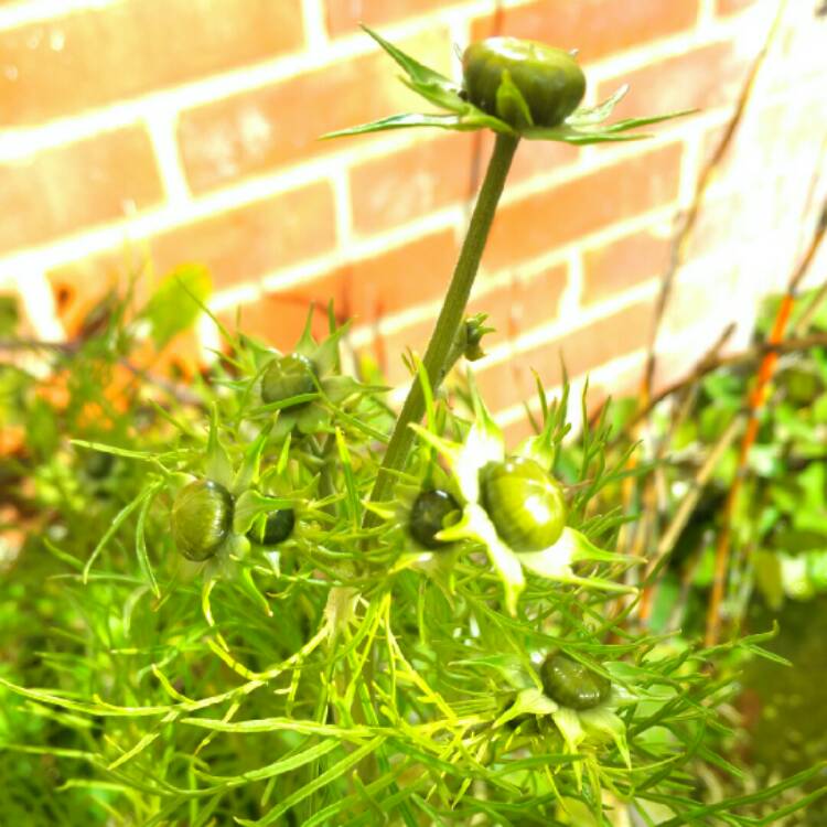 plant image 255403 plant image 255403
