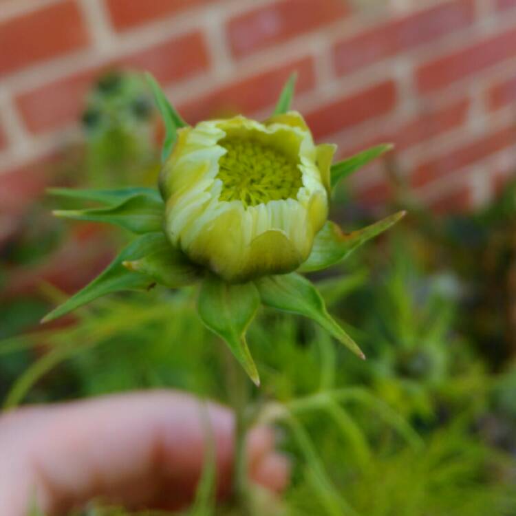 plant image 261185 plant image 261185