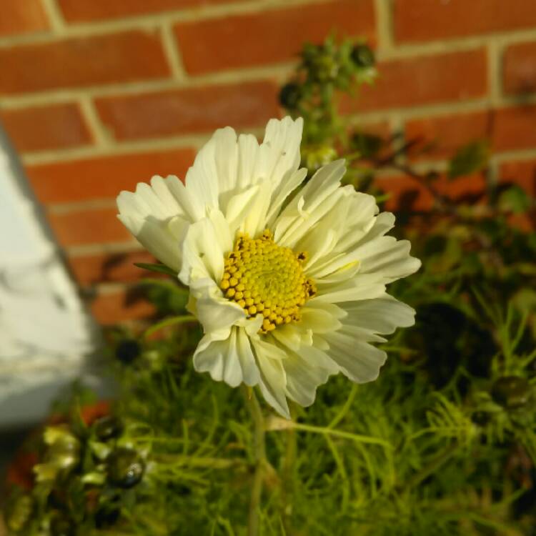 plant image 265202 plant image 265202