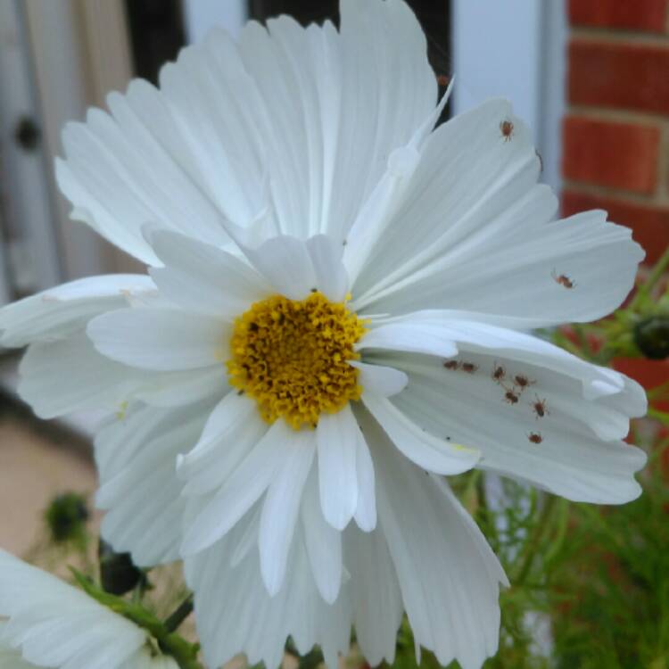 plant image 269635 plant image 269635