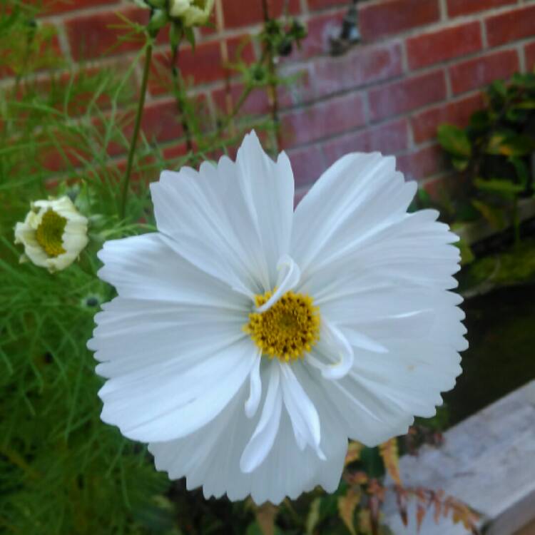 Plant image Cosmos Bipinnatus 'Psyche White'