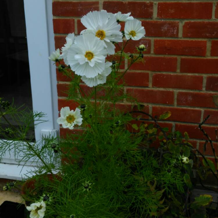 plant image 271057 plant image 271057