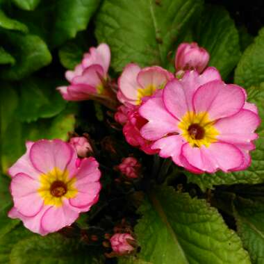 Primula