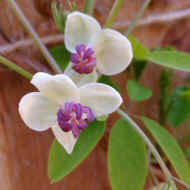 Akebia quinata