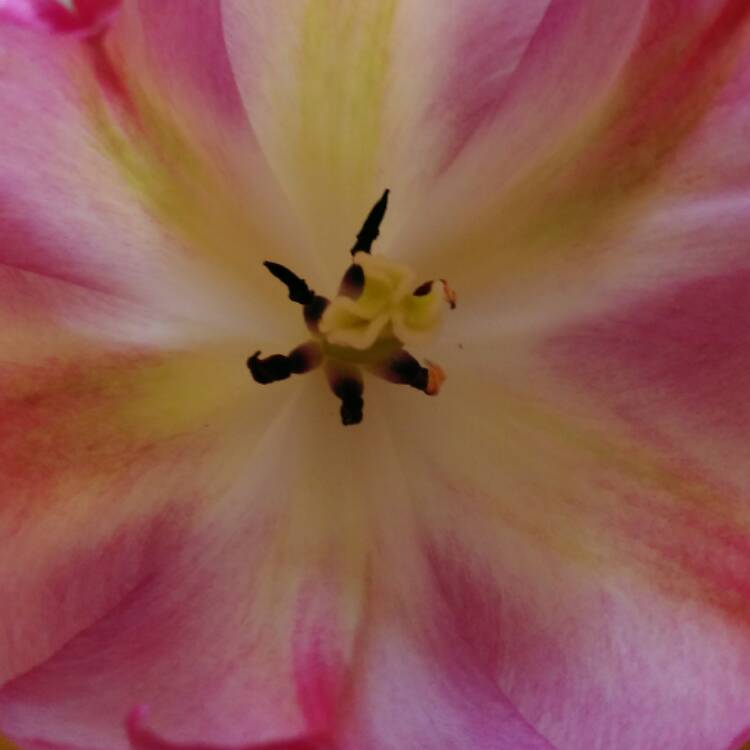 plant image 390204