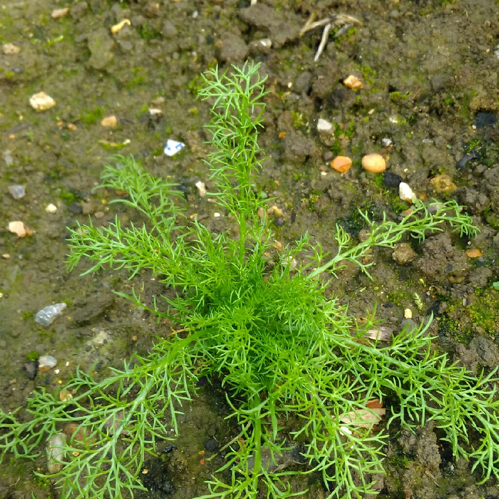 Plant image Matricaria discoidea