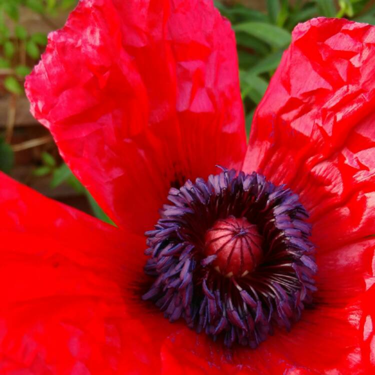 Plant image Papaver orientale 'Beauty of Livermere'